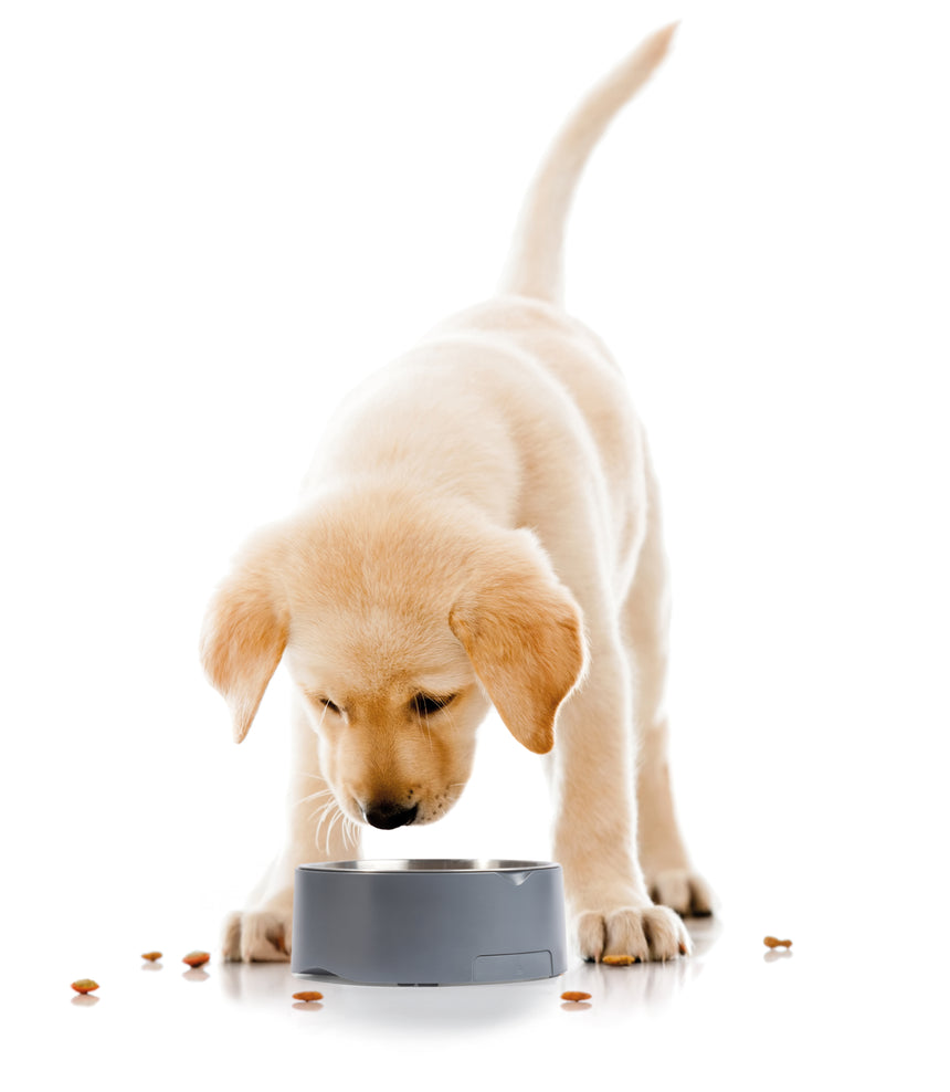 Salter Pet Food / Dog Bowl Electronic Scale SA00690G